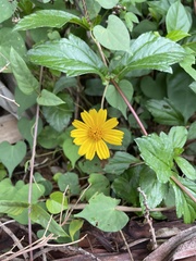 Sphagneticola trilobata