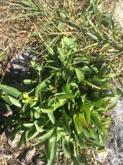 Solidago leiocarpa