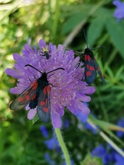 Zygaena