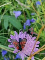 Zygaena