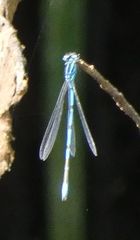 Erythromma lindenii