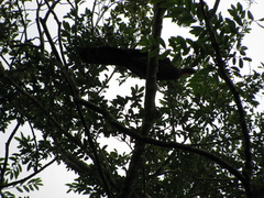 Penelope superciliaris