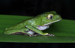 White-Lined Leaf Frog photo 4