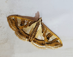 Glyphodes pyloalis