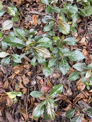 Ardisia japonica