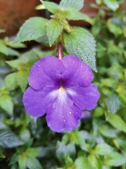 Achimenes
