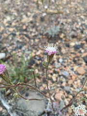 Chaenactis douglasii douglasii