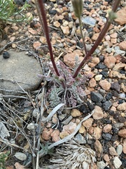 Chaenactis douglasii douglasii