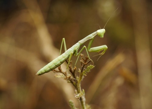 Dot-Winged Mantis