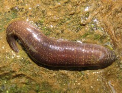 Erpobdella octoculata