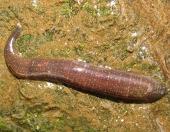 Erpobdella octoculata