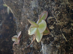 Pinguicula rosmarieae