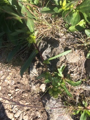 Solidago leiocarpa