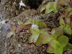 Pinguicula rosmarieae