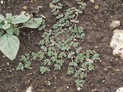 Euphorbia chamaesyce