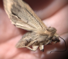 Noctuinae