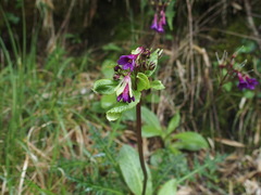 Primula miyabeana