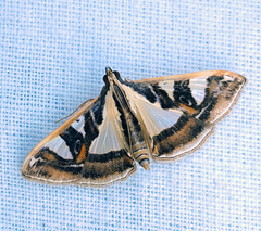 Glyphodes pyloalis