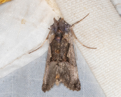 Autographa ampla