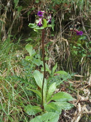 Primula miyabeana