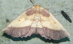 Euchlaena serrata