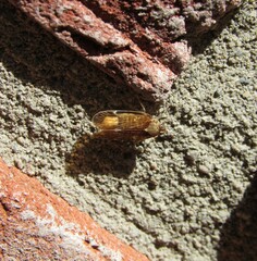 Melanoliarus placitus