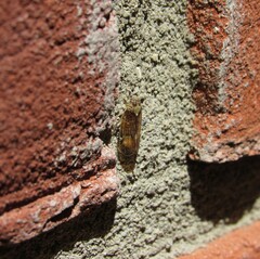 Melanoliarus placitus