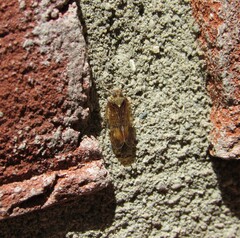 Melanoliarus placitus