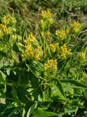 Senecio hercynicus