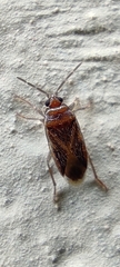 Harmostica ornata