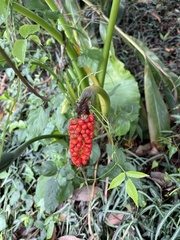 Alocasia odora