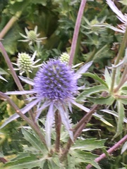 Eryngium planum