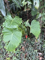 Alocasia odora