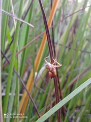 Odonata