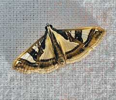 Glyphodes pyloalis