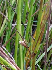 Odonata