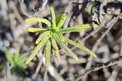 Pleocarphus revolutus