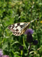 Melanargia galathea