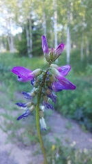 Astragalus alpinus