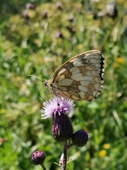 Melanargia galathea