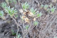 Pleocarphus revolutus