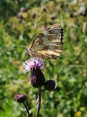 Melanargia galathea