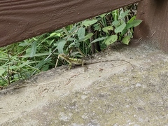 Diploderma splendidum