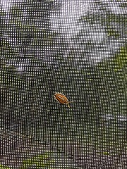 Piezosternum subulatum