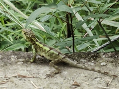 Diploderma splendidum