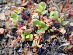 Muehlenbeckia volcanica