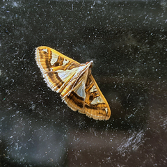 Glyphodes pyloalis