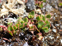 Muehlenbeckia volcanica