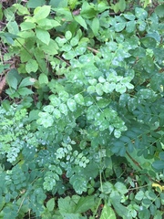 Erysiphe palczewskii