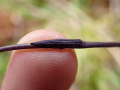 Burmannia